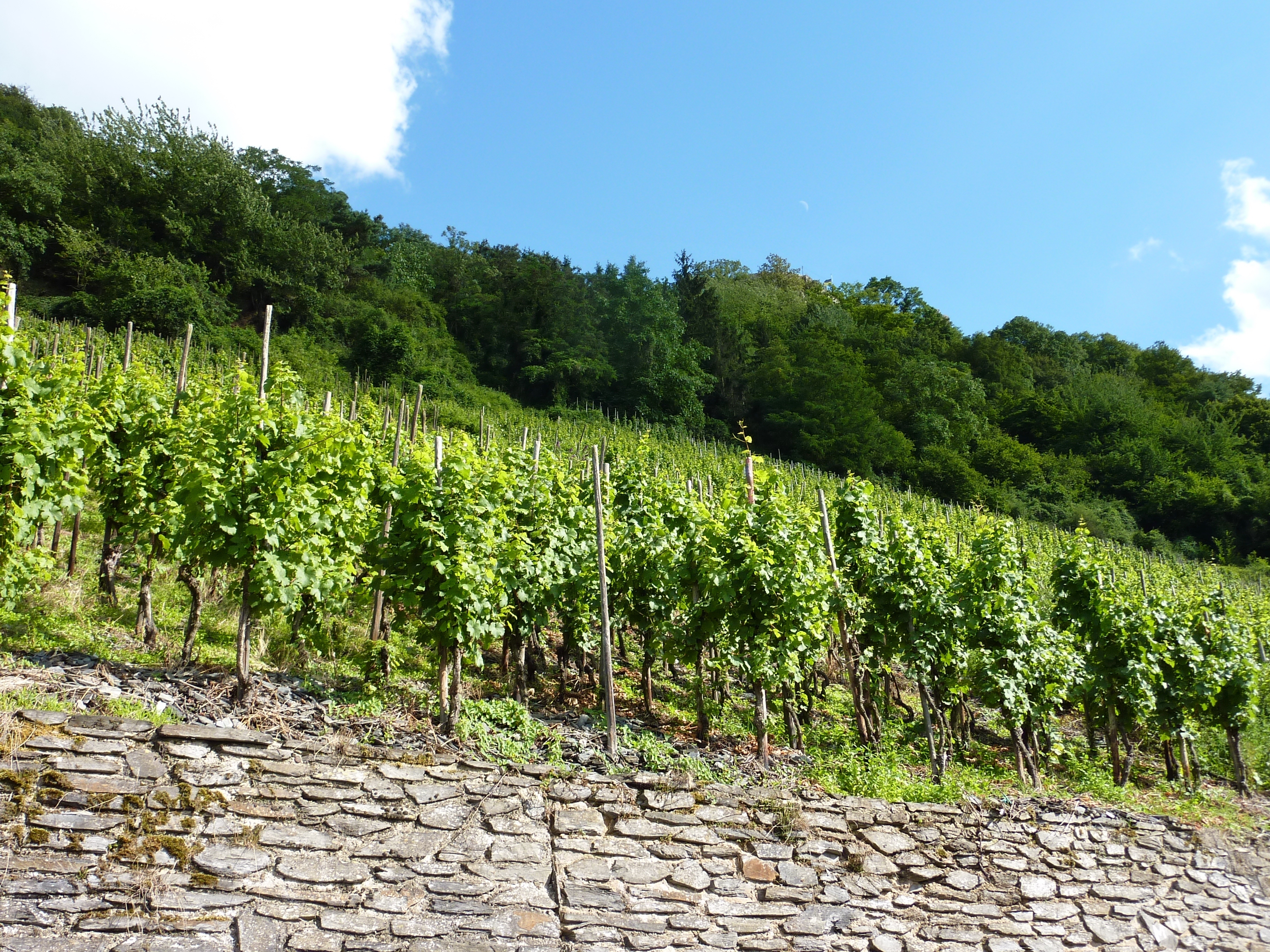 Vinranker I Bernkastel Kues