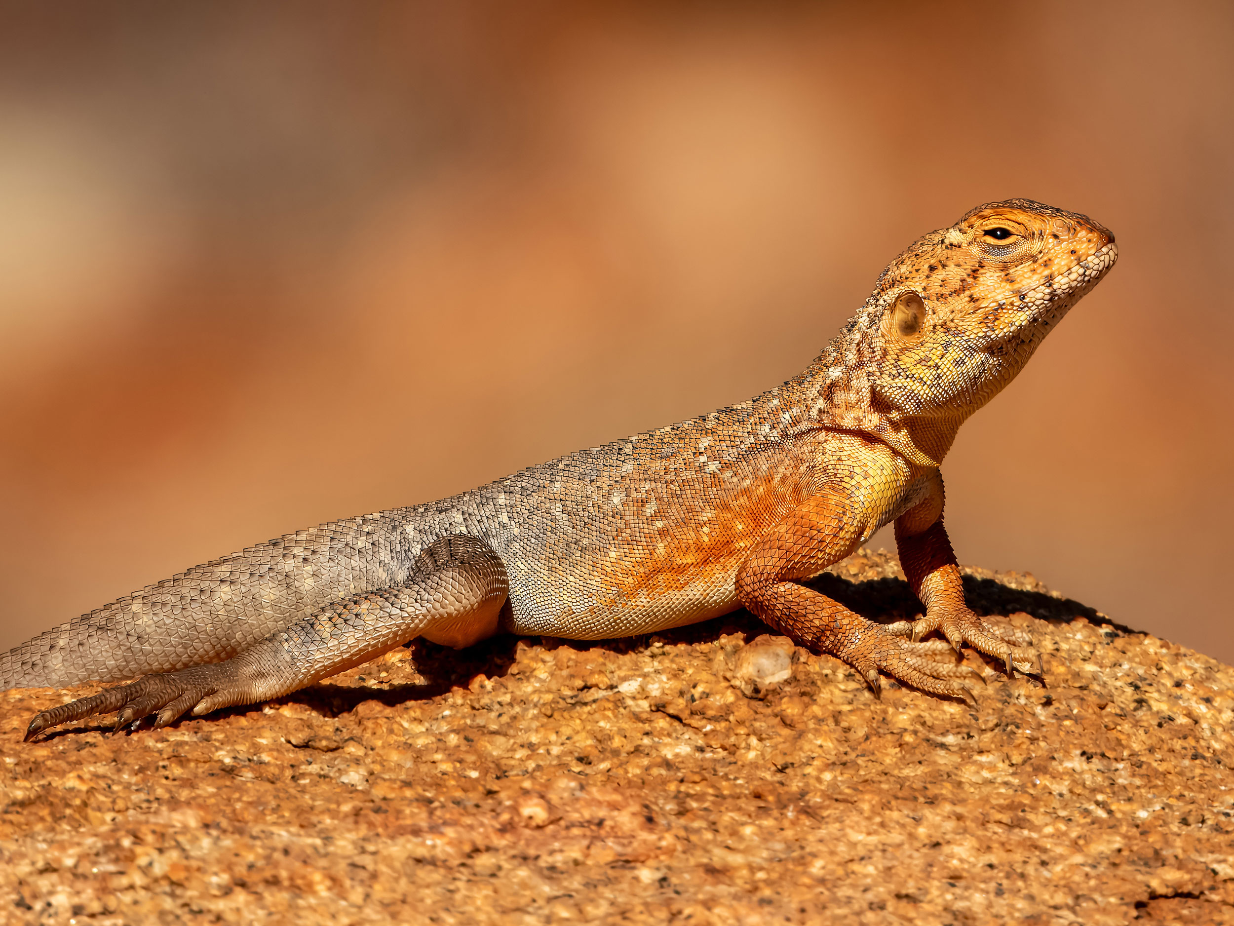 Australiens dyreliv