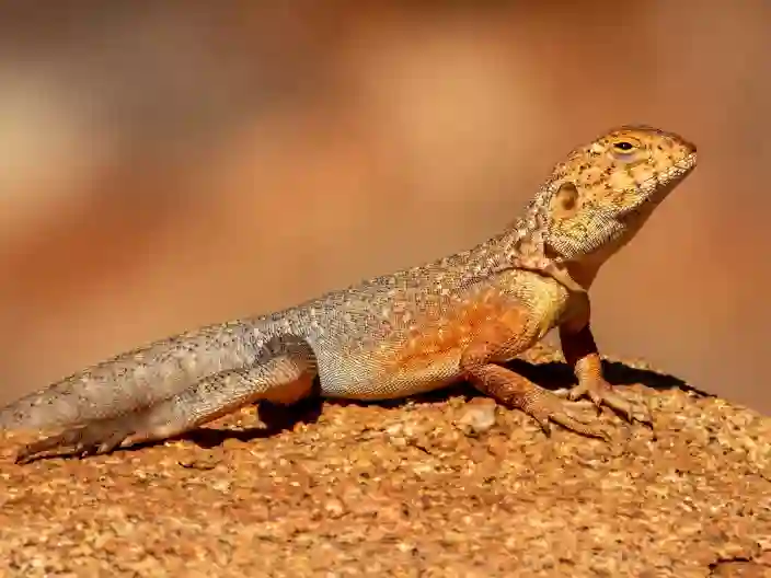 Australiens dyreliv