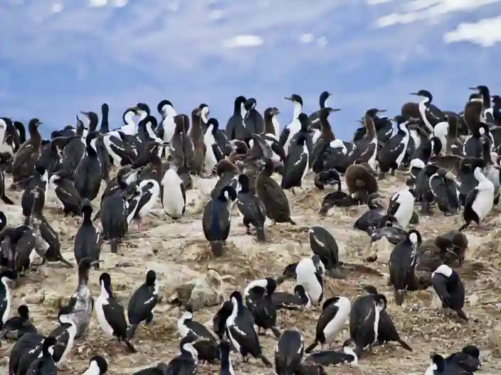 Sjöfåglar i Ushuaia