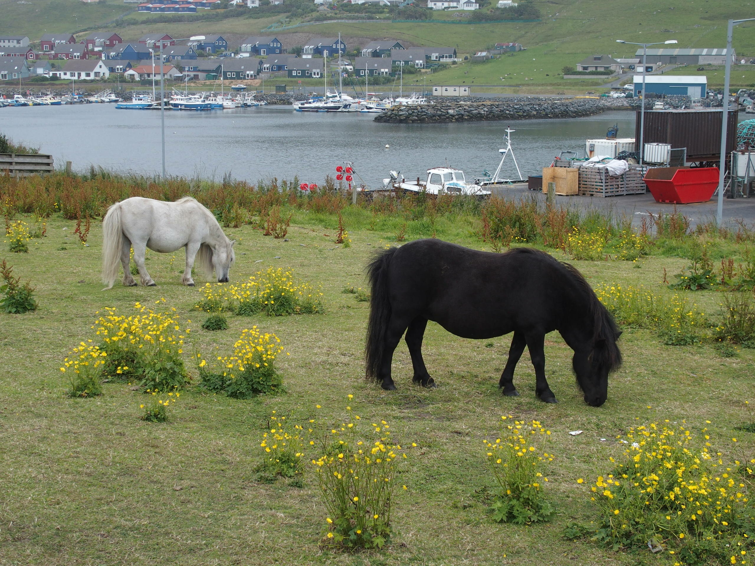 Scalloway