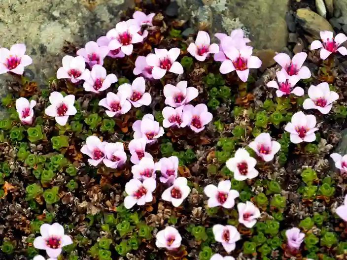 Blomster i det barske klima