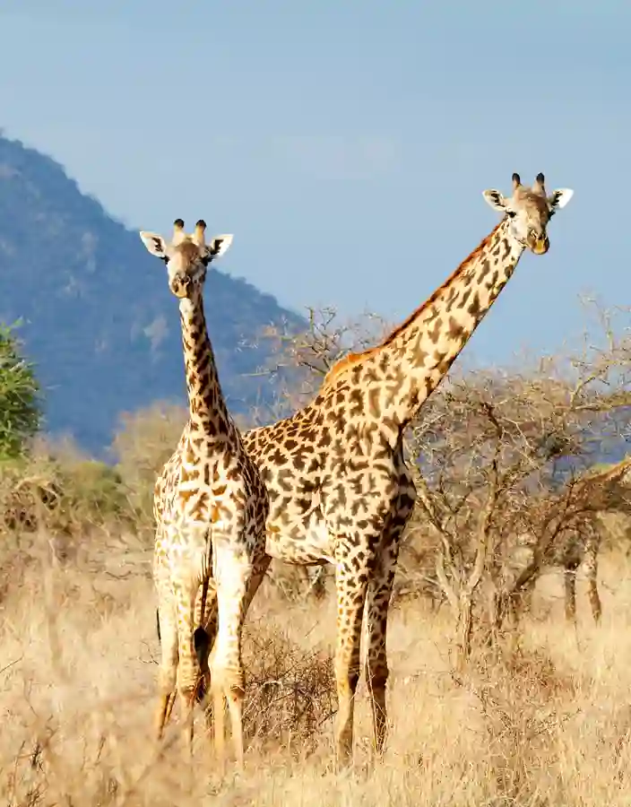 Giraffer på savannen
