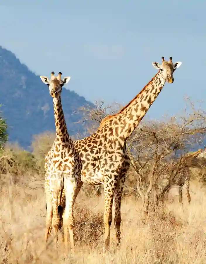 Giraffer på savannen