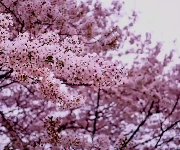 Kirsebærblomstring i Sydkorea