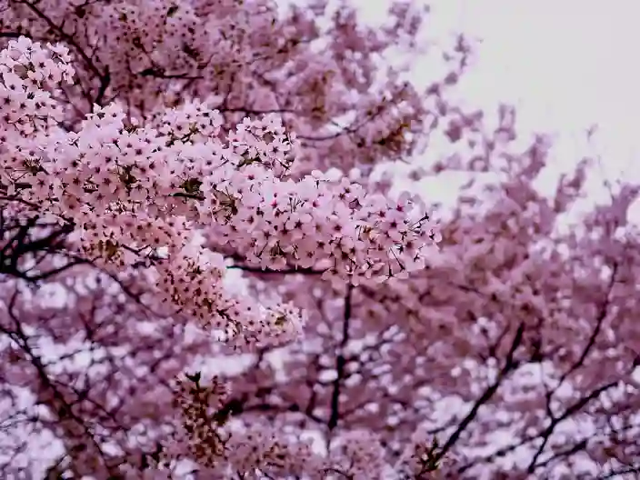 Kirsebærblomstring i Sydkorea