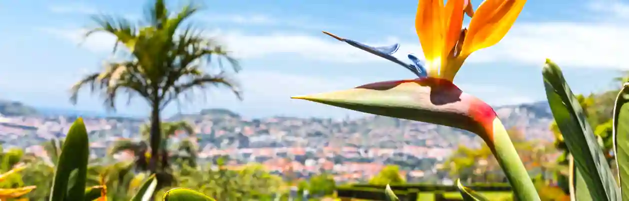 Botanisk have på Madeira