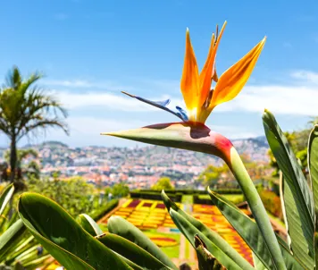 Botanisk have på Madeira