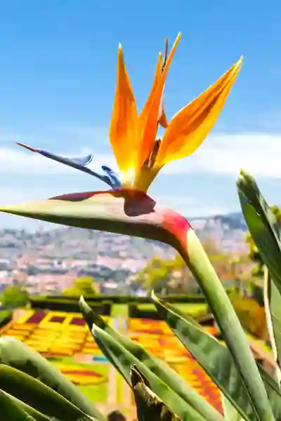 Botanisk have på Madeira