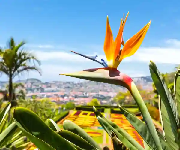 Botanisk have på Madeira