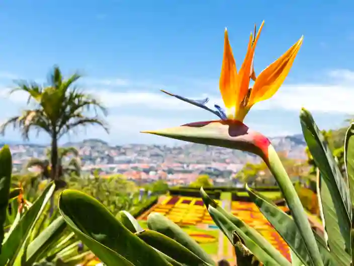 Botanisk have på Madeira