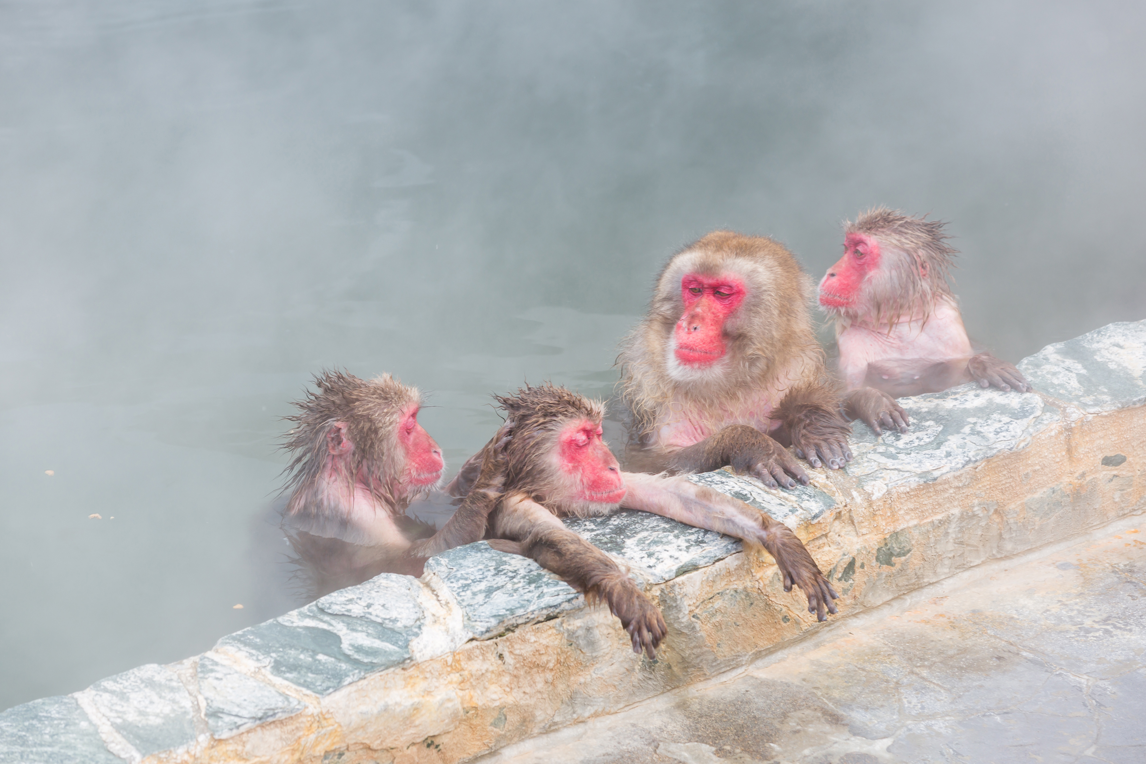 Sneaber, japanske makakaber