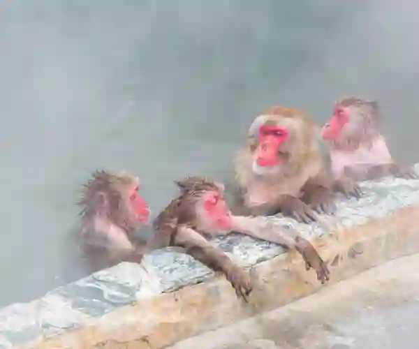 Sneaber, japanske makakaber