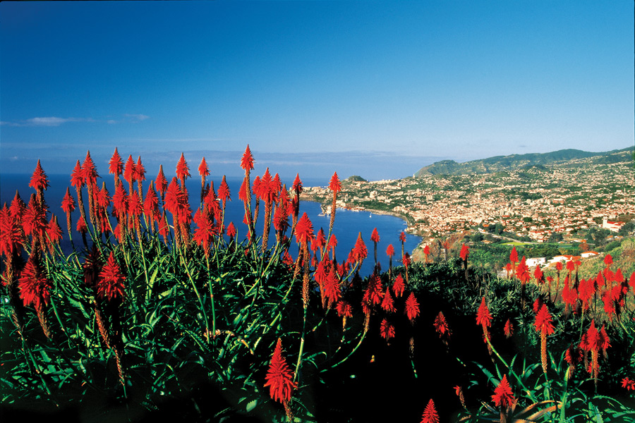 Röda blommor med vy över Funchal i bakgrunden