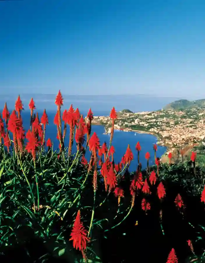 Röda blommor med vy över Funchal i bakgrunden