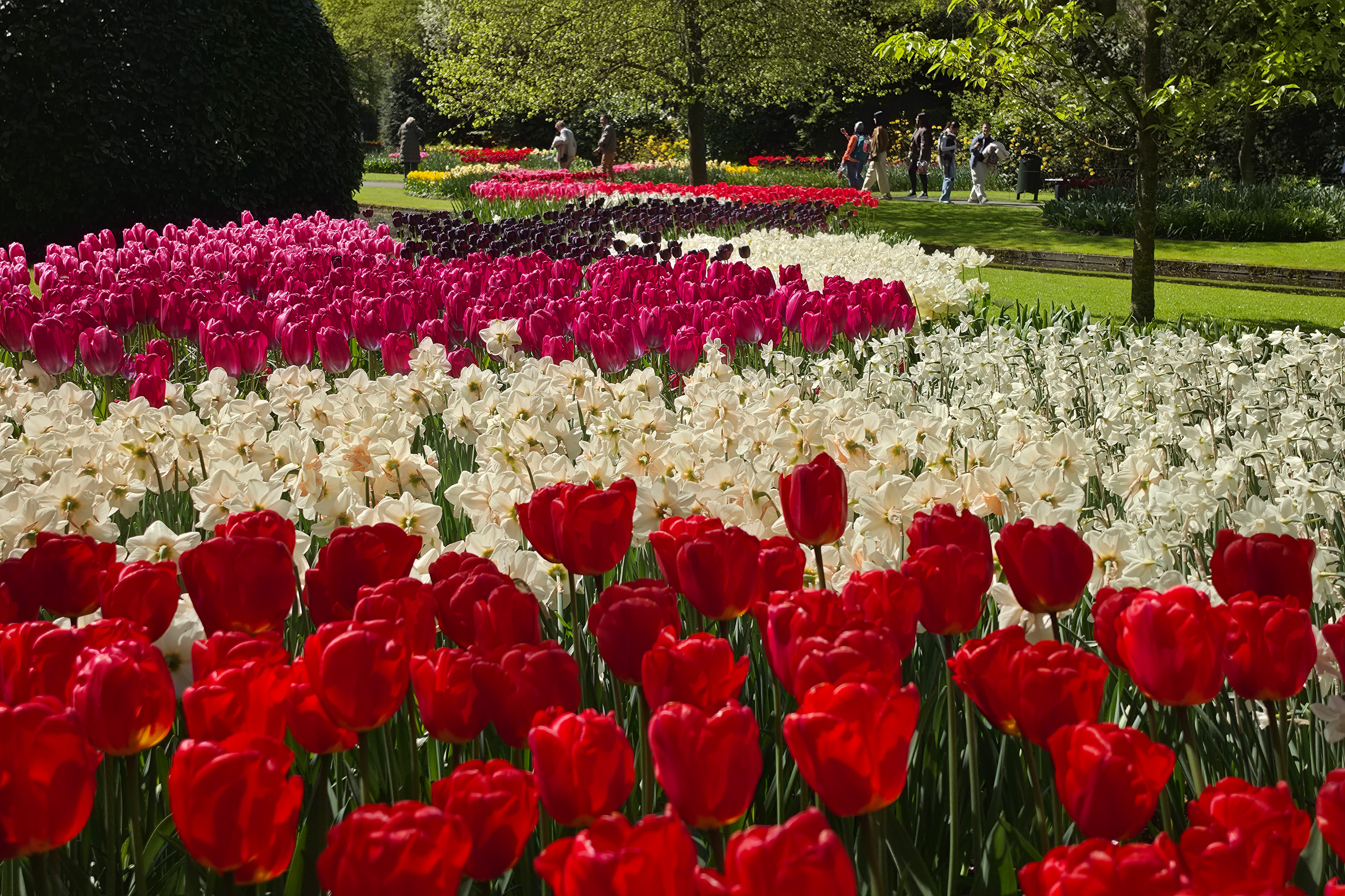 Blomsterprakt i Keukenhof