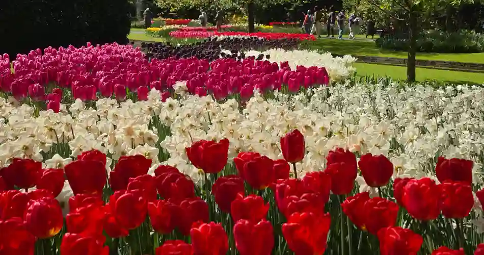 Blomsterprakt i Keukenhof