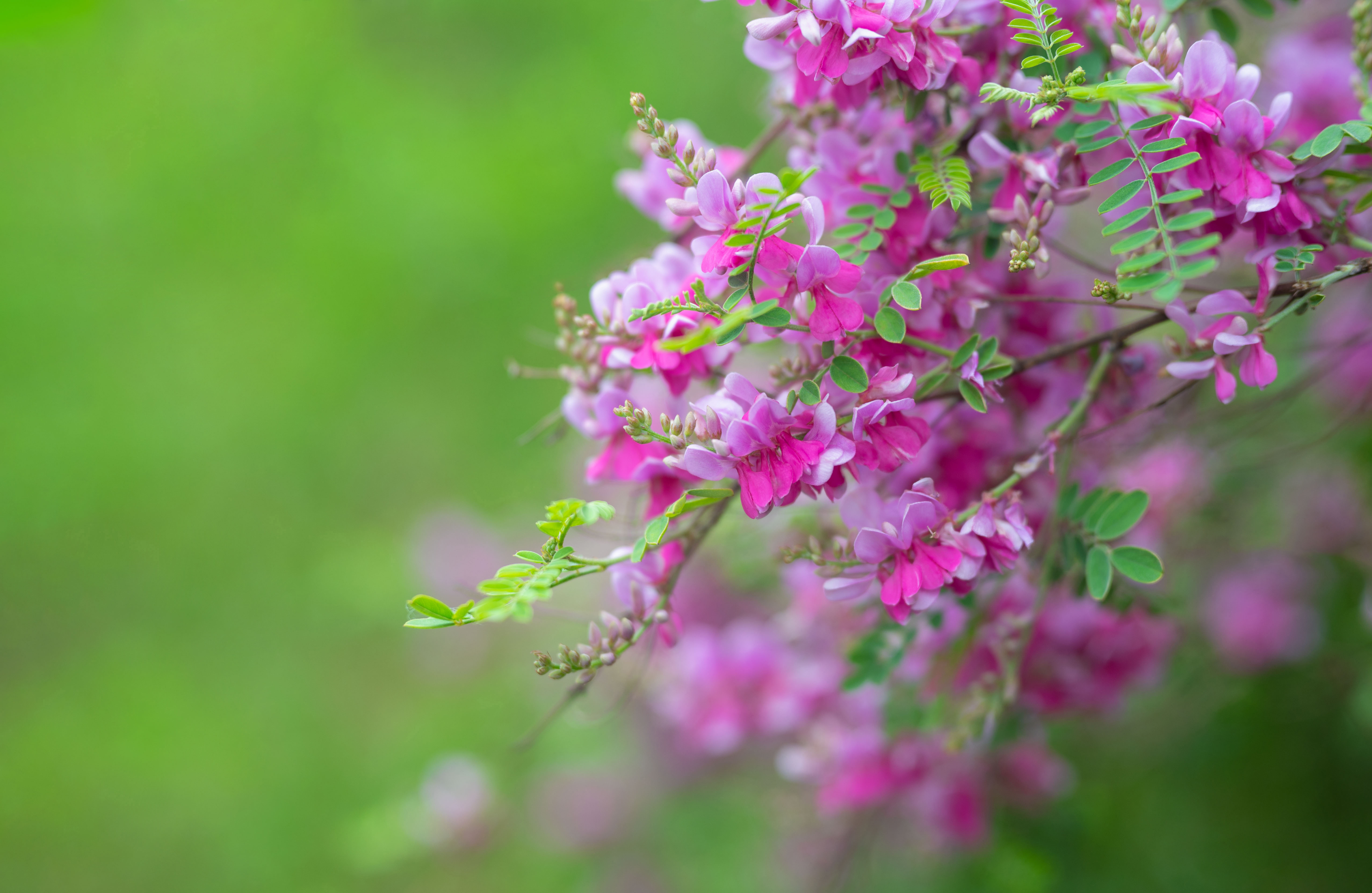 Indigofera Gerardiana