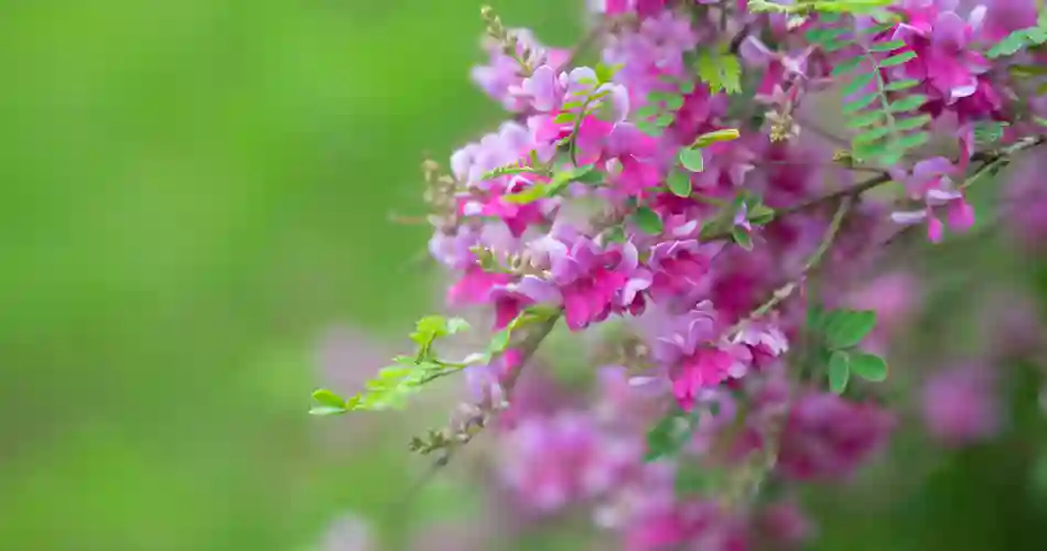 Indigofera Gerardiana