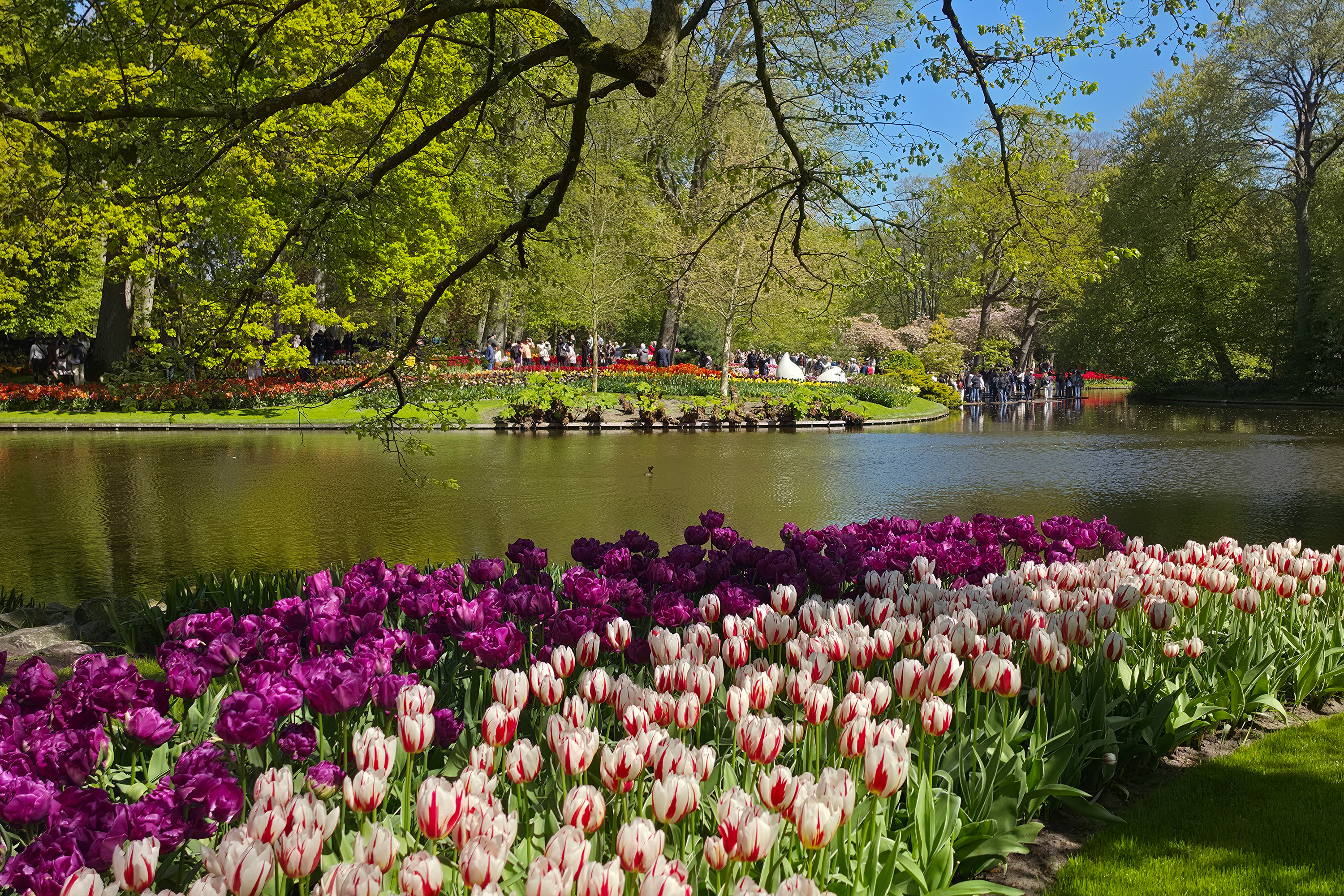 Blomsterprakt i Keukenhof