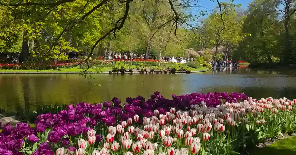 Blomsterprakt i Keukenhof