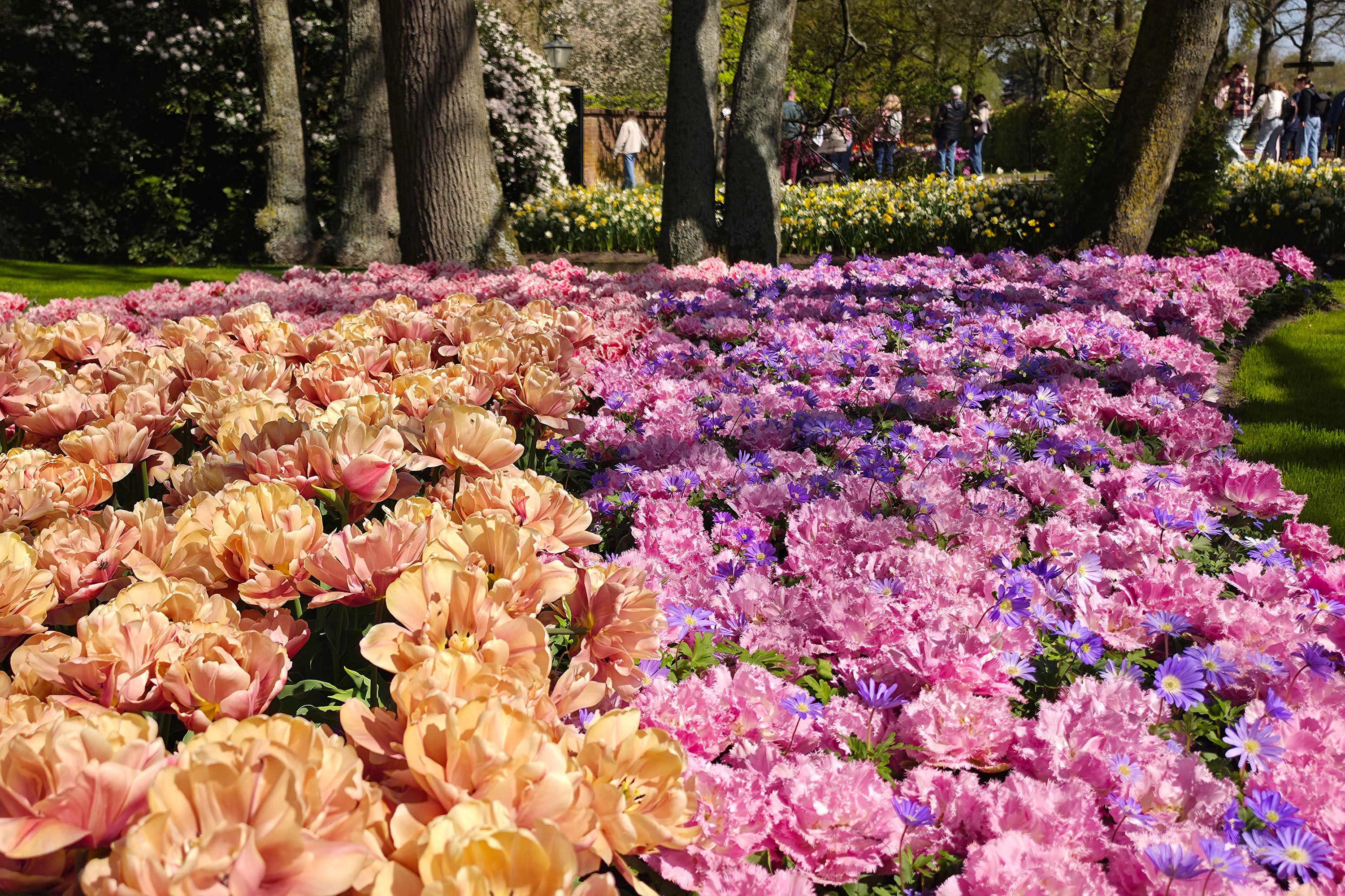 Blomsterprakt i Keukenhof