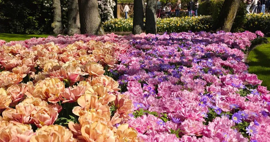 Blomsterprakt i Keukenhof
