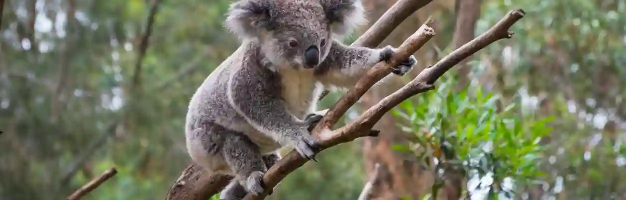 Den søde koala