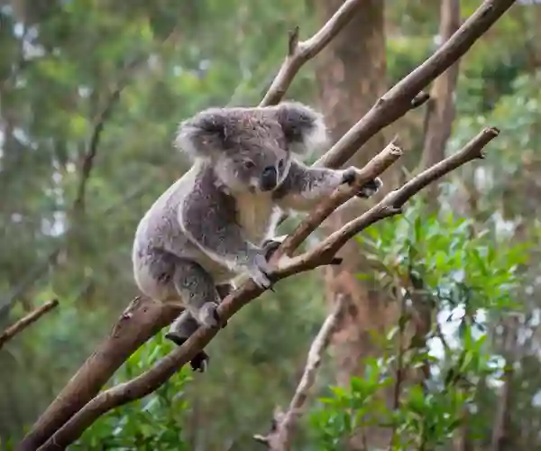 Den søde koala
