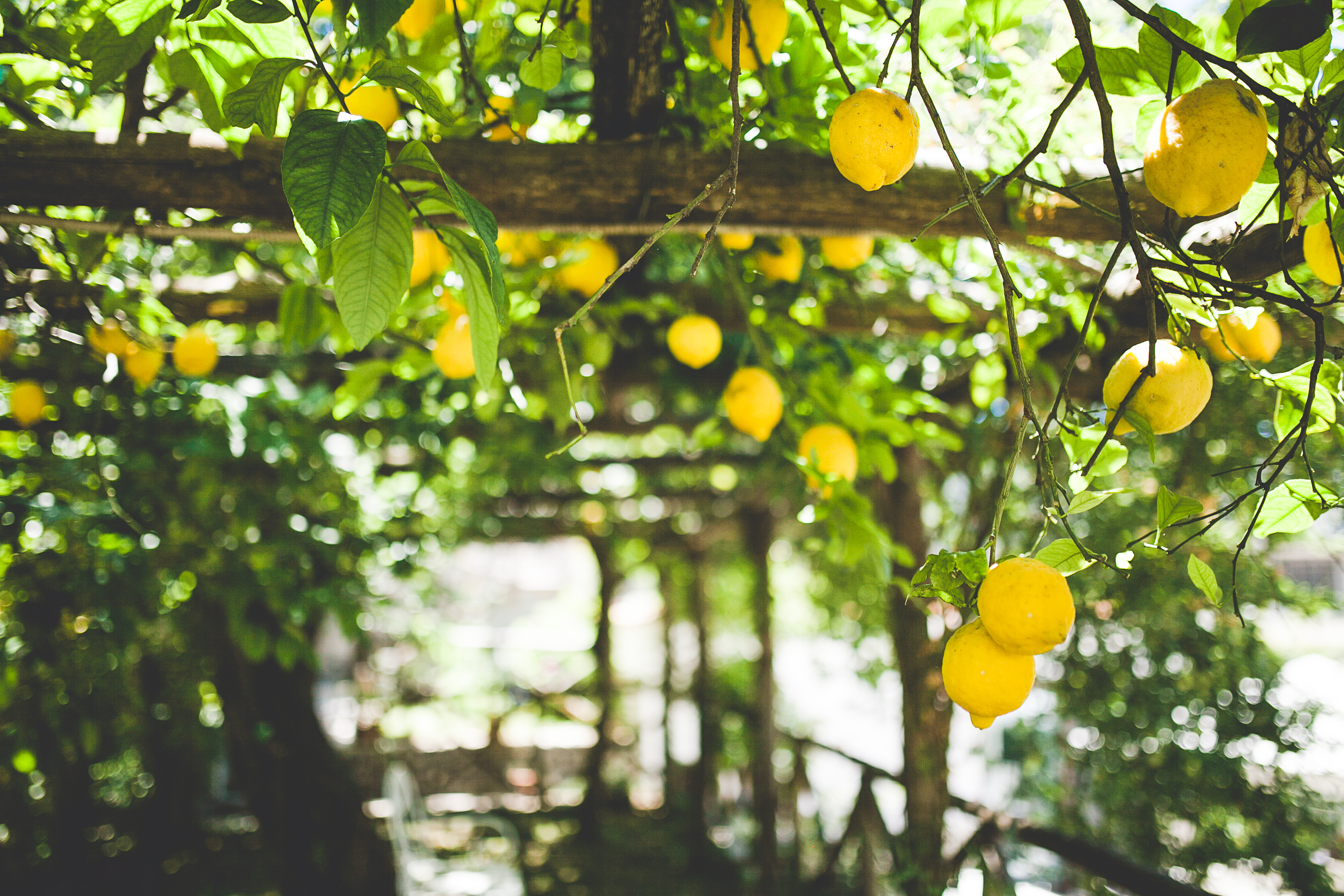 Citronstien i Maiori