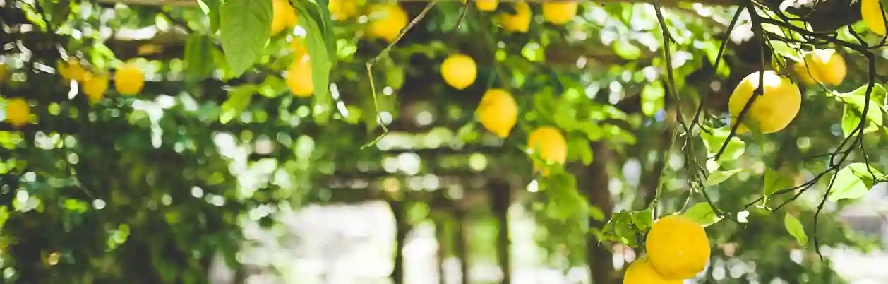 Citronstien i Maiori