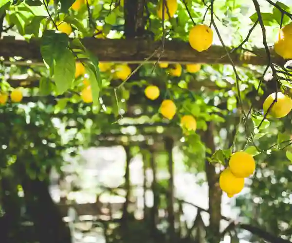 Citronstien i Maiori