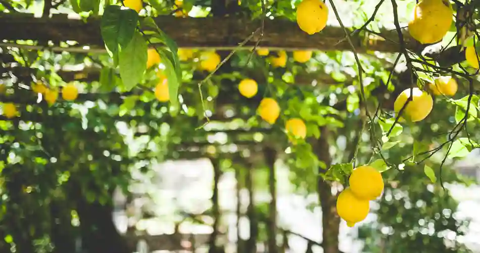 Citronstien i Maiori