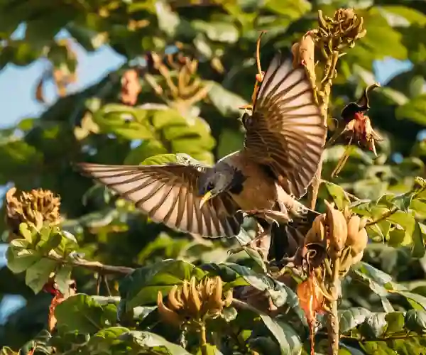 Rosenrøde stærfugler i Goa