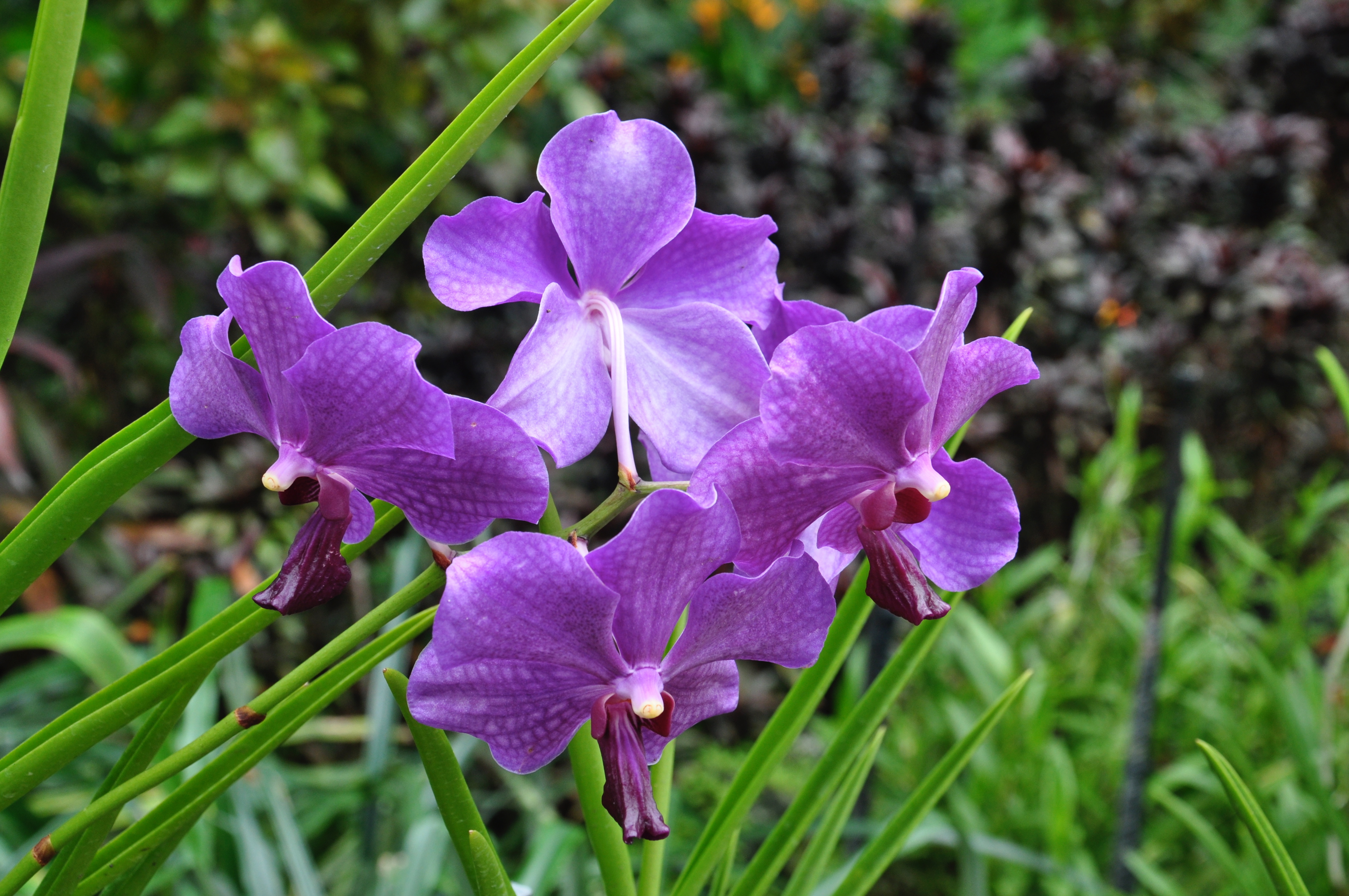 Singapores Botaniske Have