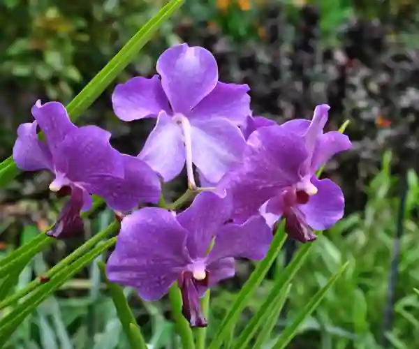 Singapores Botaniske Have