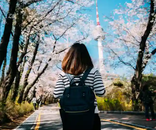 Kirsebærblomstring i Sydkorea