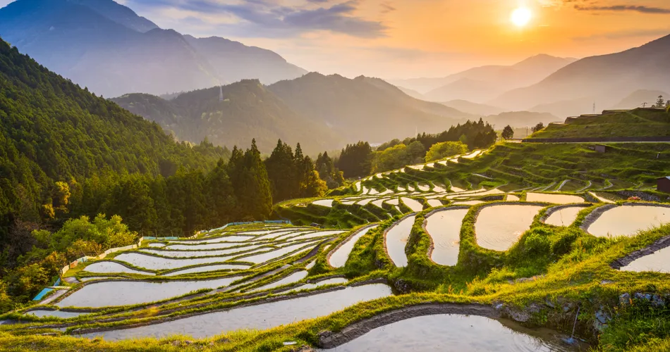 Risterasser i Maruyama Senmaida, Kumano