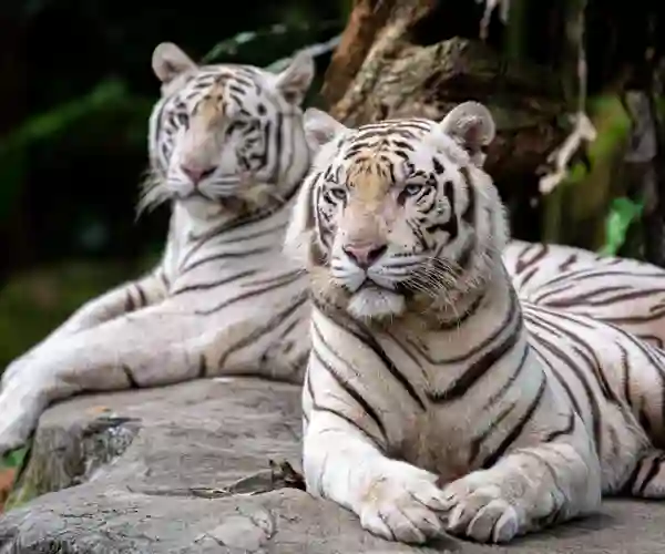 Den Sjældne Hvide Tiger