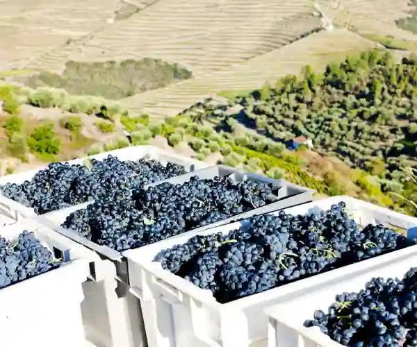 Druehøsting i Dourodalen