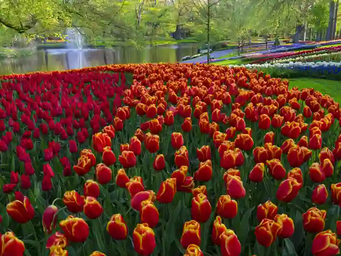 Keukenhof