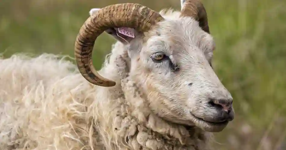 Islandske bjerggeder