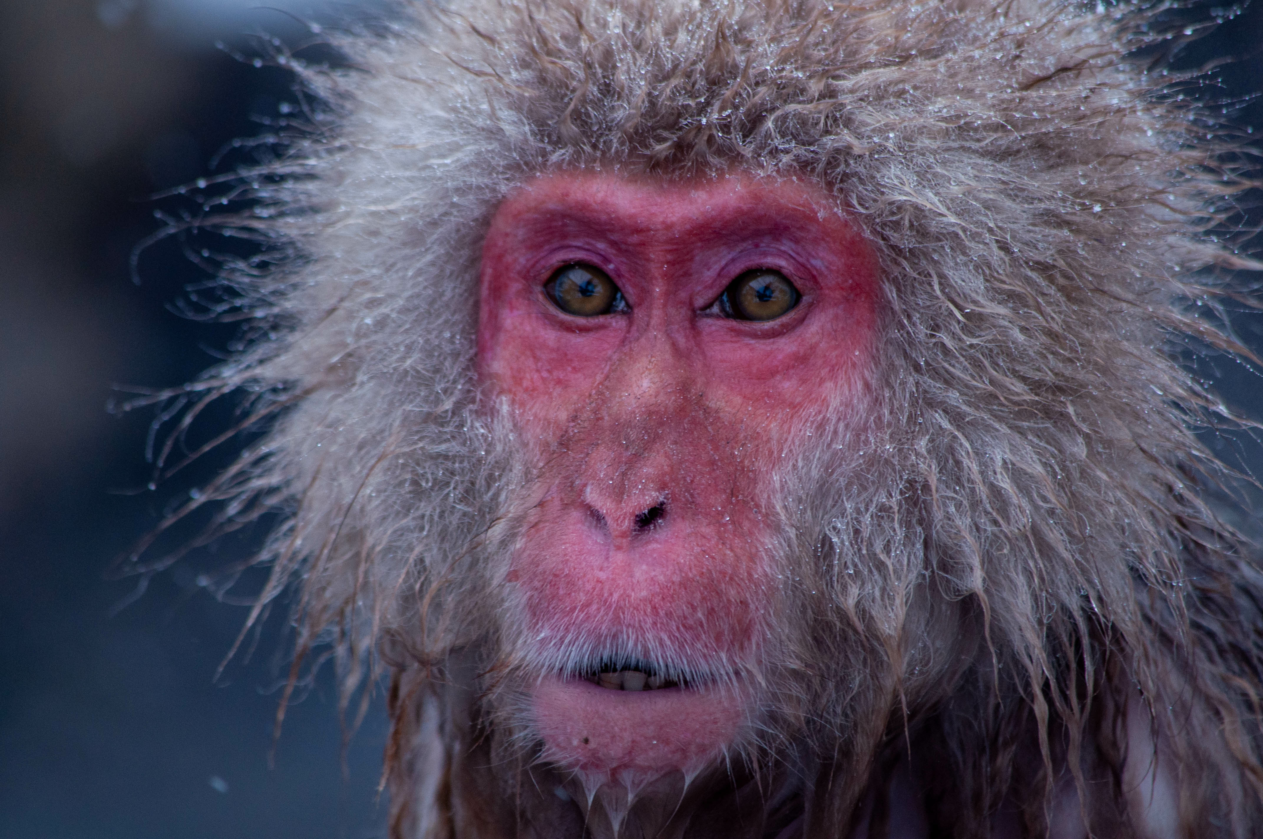 De japanske makakaber