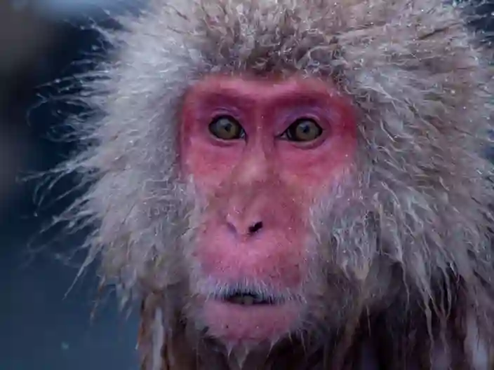 De japanske makakaber