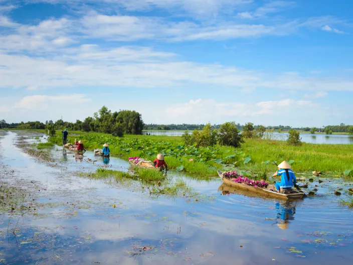 Lotusblommor blommar i det lugna vattnet längs floden.