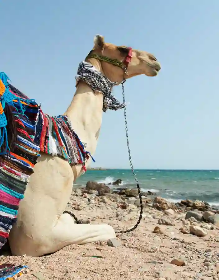 Kamel vid Röda havet