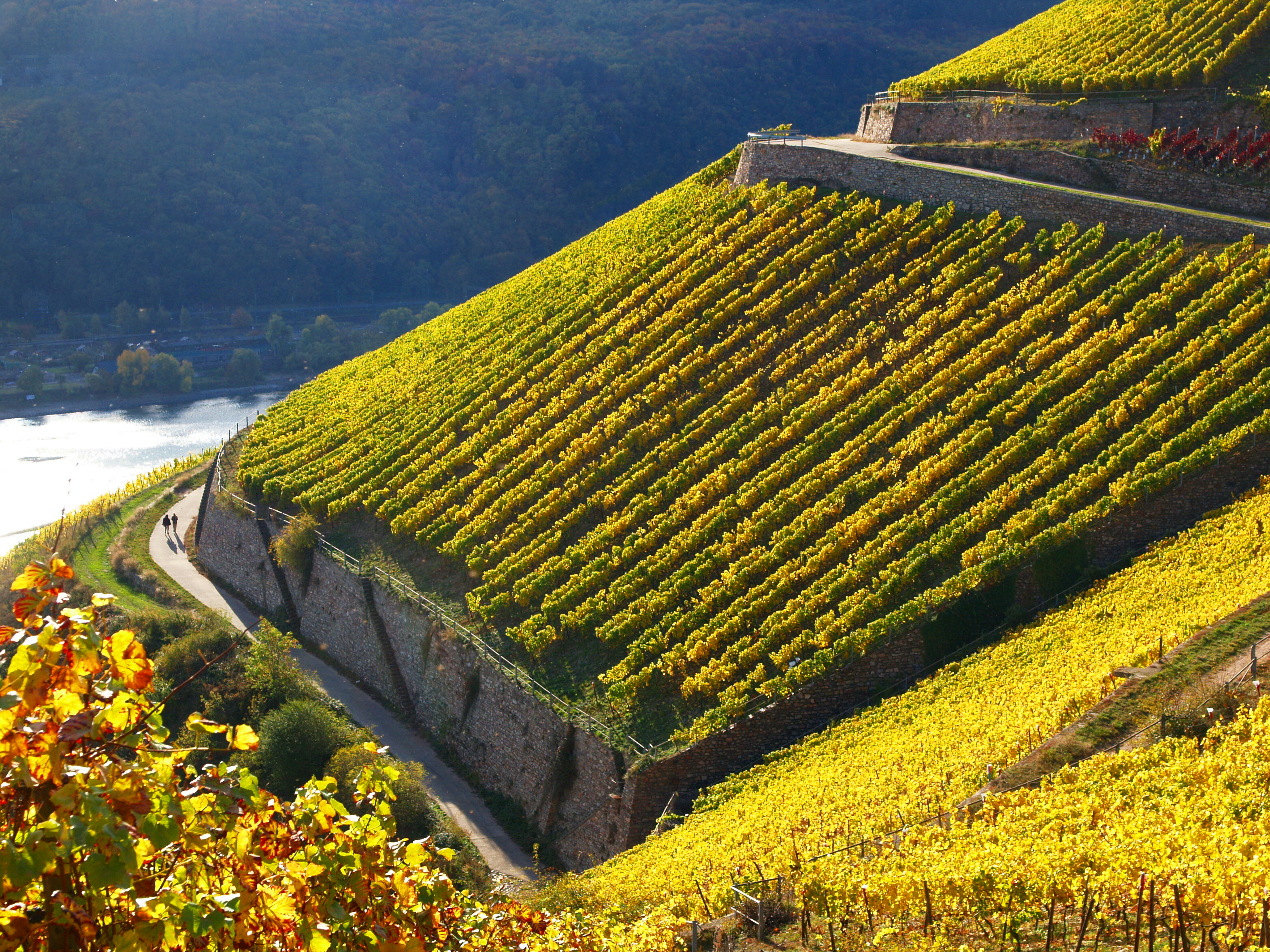 Vingård i Rüdesheim