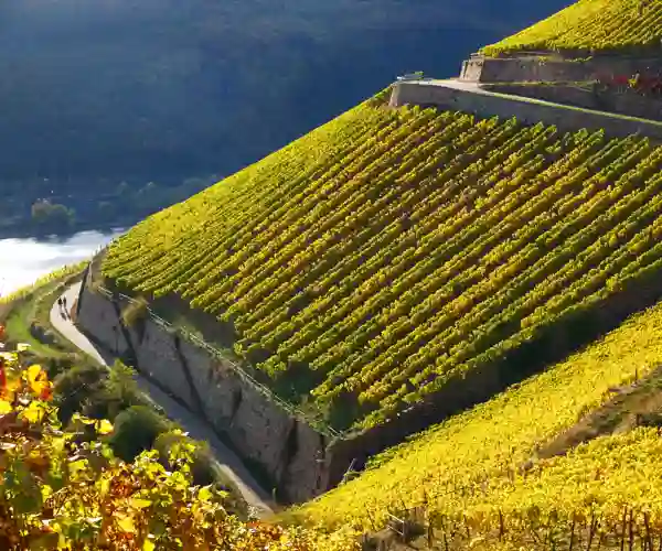 Vingård i Rüdesheim