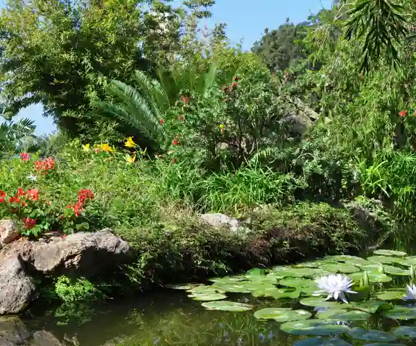 Botanisk Have på Ischia