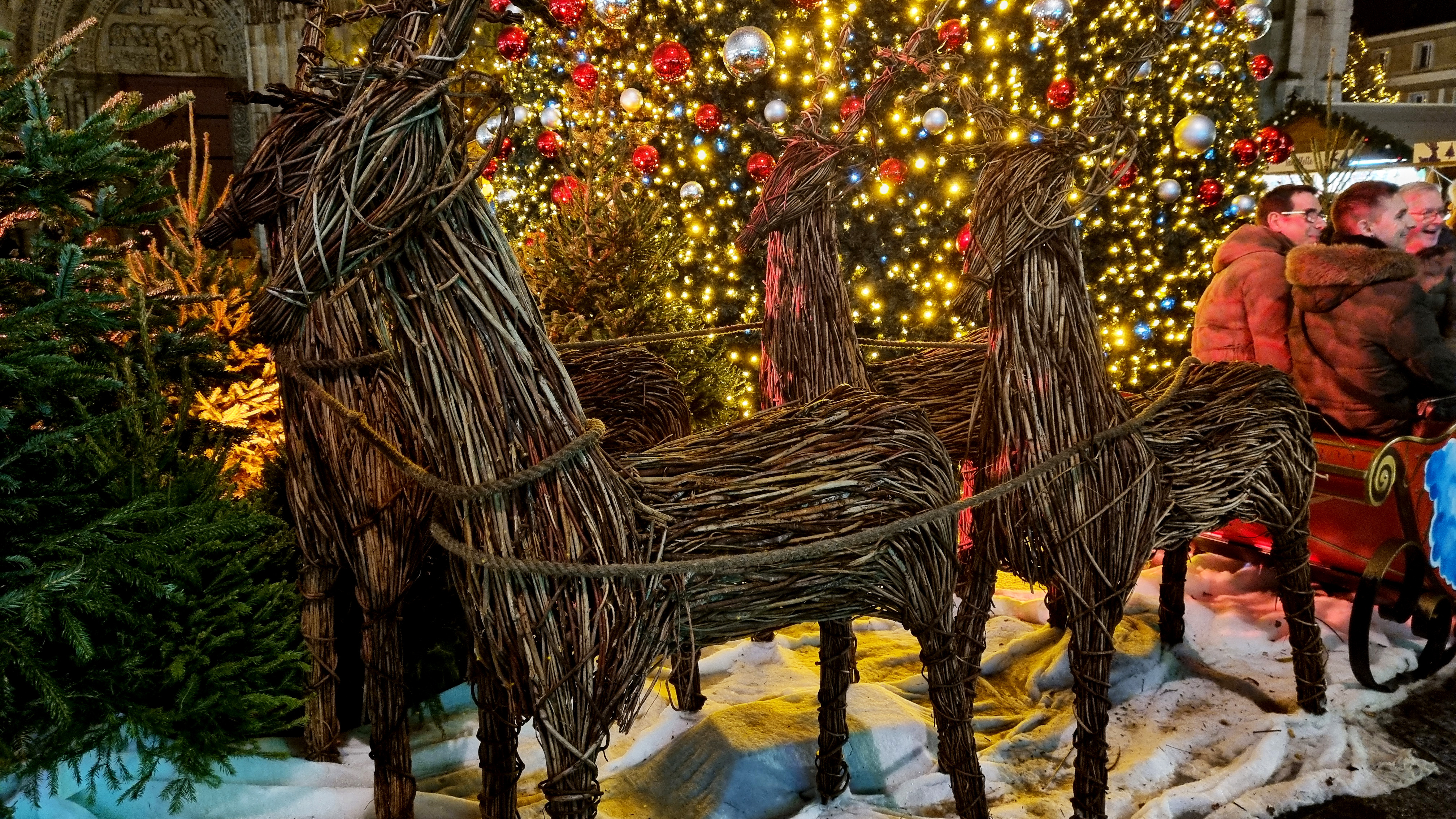 Reinsdyr i tre foran katedralen